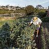 Recuperar vegetação nativa dá lucro, diz estudo