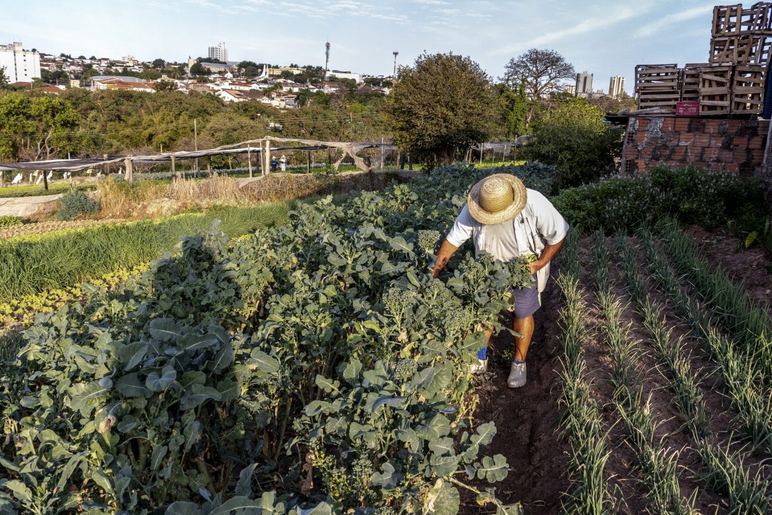 recuperar-vegetacao-nativa-da-lucro,-diz-estudo
