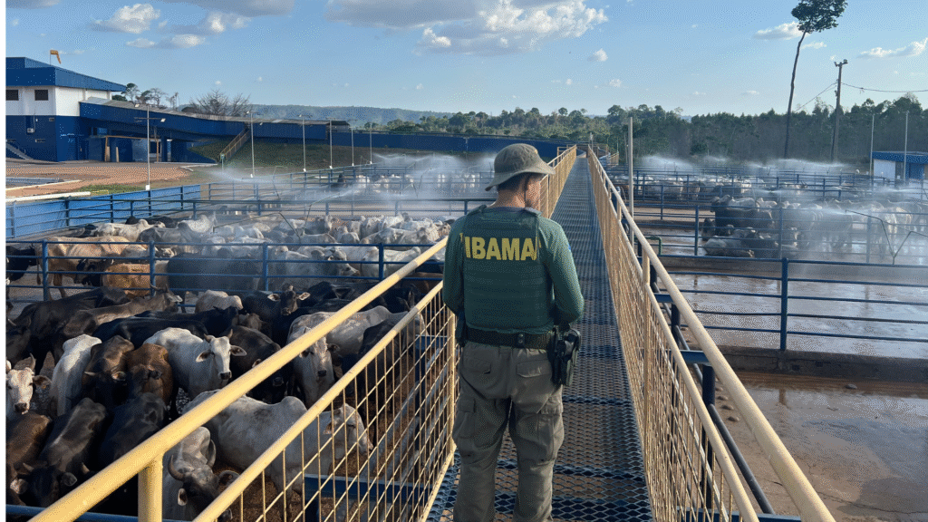 ibama-apreende-7-mil-cabecas-de-gado-e-aplica-r$-49-milhoes-em-multas