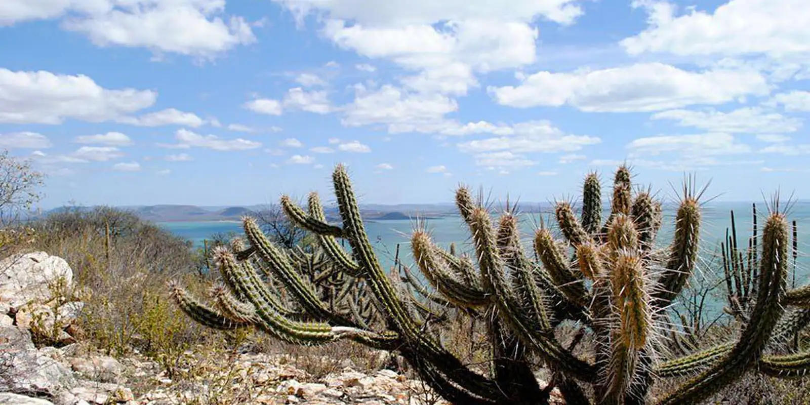 aumentam-as-usinas-de-energia-solar-nas-areas-de-caatinga