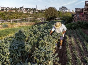 recuperar-vegetacao-nativa-da-lucro,-diz-estudo