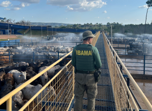 ibama-apreende-7-mil-cabecas-de-gado-e-aplica-r$-49-milhoes-em-multas
