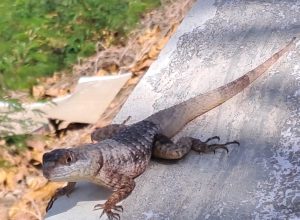 invasao-de-nova-especie-de-lagarto-a-fernando-de-noronha-e-investigada-por-pesquisadores